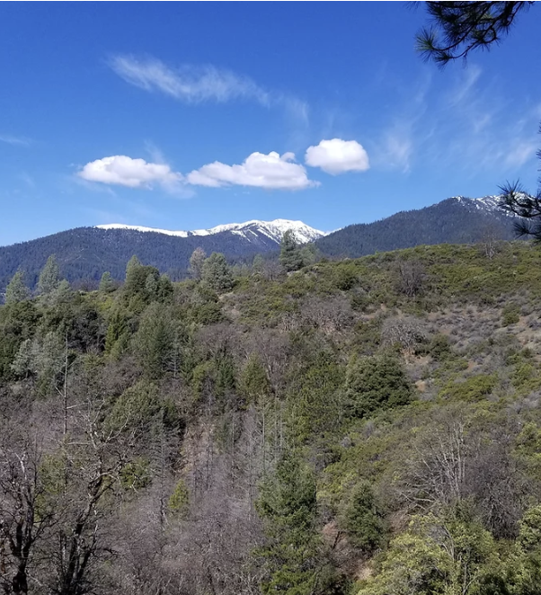 Snow-capped Trinity Alps rising above forested ridgelines