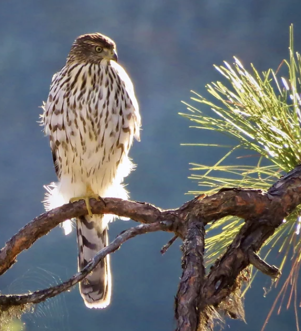 Hawk perched on a pine branch, Trinity County
